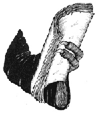 Иллюстрация к книге — Город Мечтающих Книг [i_013.jpg]