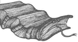 Иллюстрация к книге — Город Мечтающих Книг [i_112.jpg]