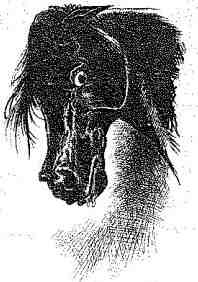 Иллюстрация к книге — Вольный рыцарь [i_019.jpg]