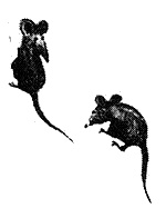 Иллюстрация к книге — Фирмин. Из жизни городских низов [_10.jpg]