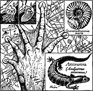 Иллюстрация к книге — Подземный левиафан [any2fbimgloader1.jpg]