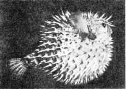 Иллюстрация к книге — Книга вампиров [i_039.jpg]