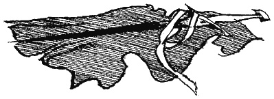 Иллюстрация к книге — Книга трех [i_31.jpg]