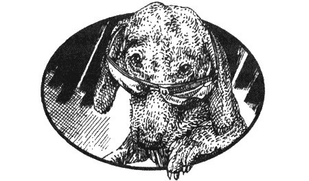 Иллюстрация к книге — Приключения черной таксы [img53.jpg]