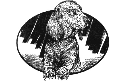 Иллюстрация к книге — Приключения черной таксы [img70.jpg]