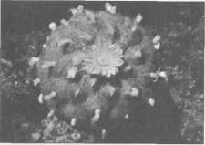 Иллюстрация к книге — Штурмуя небеса. ЛСД и американская мечта [any2fbimgloader19.jpg]