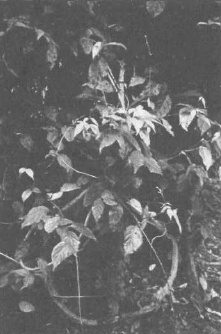 Иллюстрация к книге — Штурмуя небеса. ЛСД и американская мечта [p9.jpg]