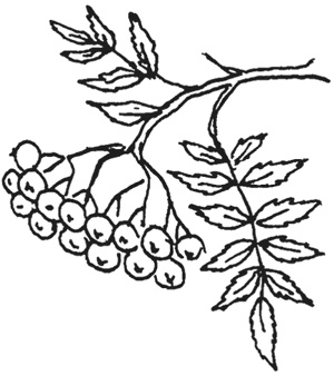 Иллюстрация к книге — КОГИз. Записки на полях эпохи [i_040.jpg]