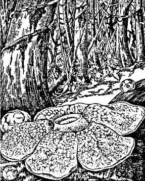 Иллюстрация к книге — Сумерки вампиров. Мифы и правда о вампиризме [i_008.jpg]