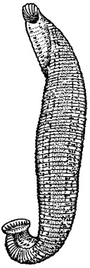 Иллюстрация к книге — Сумерки вампиров. Мифы и правда о вампиризме [i_009.jpg]