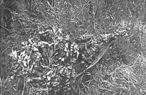 Иллюстрация к книге — Искусство снайпера [image280.jpg]