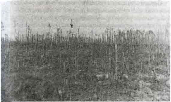 Иллюстрация к книге — Кровавое безумие Восточного фронта [i_014.jpg]