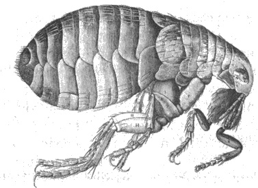 Иллюстрация к книге — Тысяча осеней Якоба де Зута [i_007.jpg]