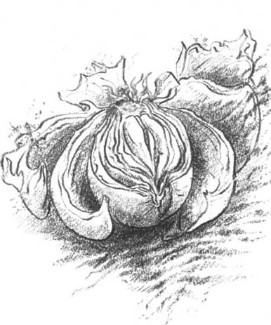 Иллюстрация к книге — Луковица памяти [i_005.jpg]