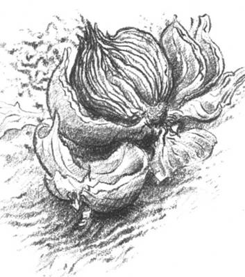 Иллюстрация к книге — Луковица памяти [i_006.jpg]