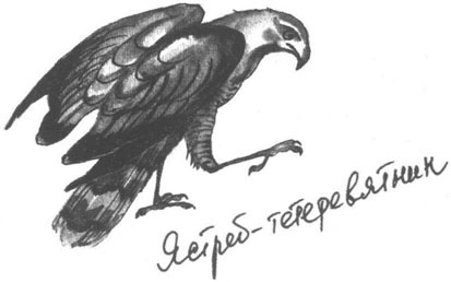 Иллюстрация к книге — Книга птиц Восточной Африки [i_002.jpg]