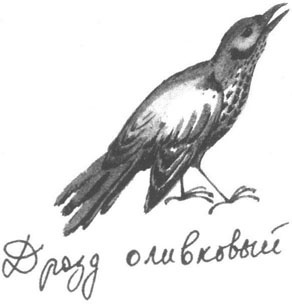 Иллюстрация к книге — Книга птиц Восточной Африки [i_004.jpg]