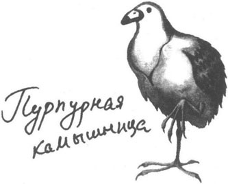 Иллюстрация к книге — Книга птиц Восточной Африки [i_006.jpg]