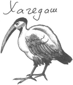 Иллюстрация к книге — Книга птиц Восточной Африки [i_007.jpg]