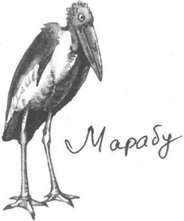 Иллюстрация к книге — Книга птиц Восточной Африки [i_008.jpg]