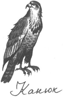 Иллюстрация к книге — Книга птиц Восточной Африки [i_011.jpg]