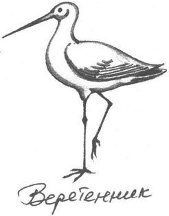 Иллюстрация к книге — Книга птиц Восточной Африки [i_014.jpg]