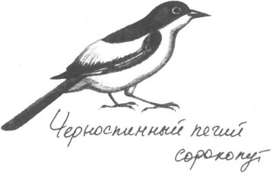 Иллюстрация к книге — Книга птиц Восточной Африки [i_021.jpg]