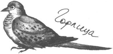 Иллюстрация к книге — Книга птиц Восточной Африки [i_022.jpg]