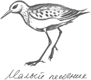 Иллюстрация к книге — Книга птиц Восточной Африки [i_025.jpg]