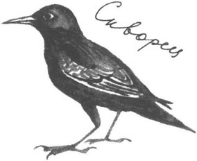 Иллюстрация к книге — Книга птиц Восточной Африки [i_026.jpg]