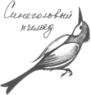 Иллюстрация к книге — Книга птиц Восточной Африки [i_030.jpg]