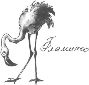 Иллюстрация к книге — Книга птиц Восточной Африки [i_031.jpg]