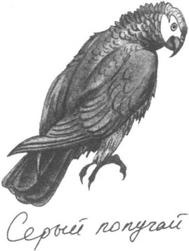 Иллюстрация к книге — Книга птиц Восточной Африки [i_033.jpg]