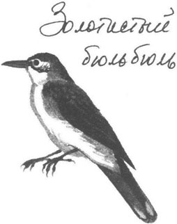 Иллюстрация к книге — Книга птиц Восточной Африки [i_038.jpg]