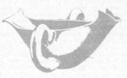 Иллюстрация к книге — Греческое сокровище. Биографический роман о Генрихе и Софье Шлиман [i_008.jpg]