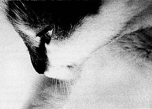 Иллюстрация к книге — Сказки Старого Вильнюса III [i_032.jpg]