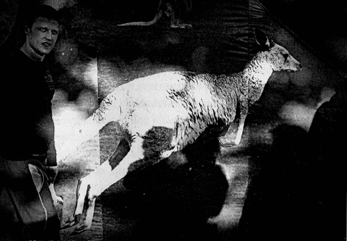 Иллюстрация к книге — Сказки Старого Вильнюса III [i_046.jpg]