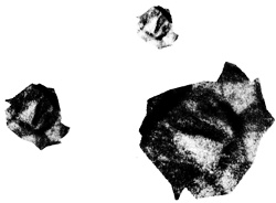 Иллюстрация к книге — Сцены из супружеской жизни [i_023.jpg]