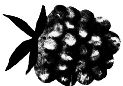 Иллюстрация к книге — Сцены из супружеской жизни [i_035.jpg]