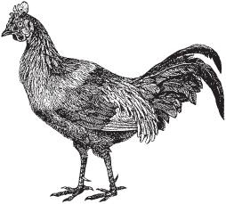 Иллюстрация к книге — Шерлок, Люпен и я. Книга 1. Бриллиантовое ожерелье [_16.jpg]