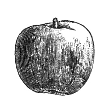 Иллюстрация к книге — Яблоко. Рассказы о людях из "Багрового лепестка" [i_002.jpg]