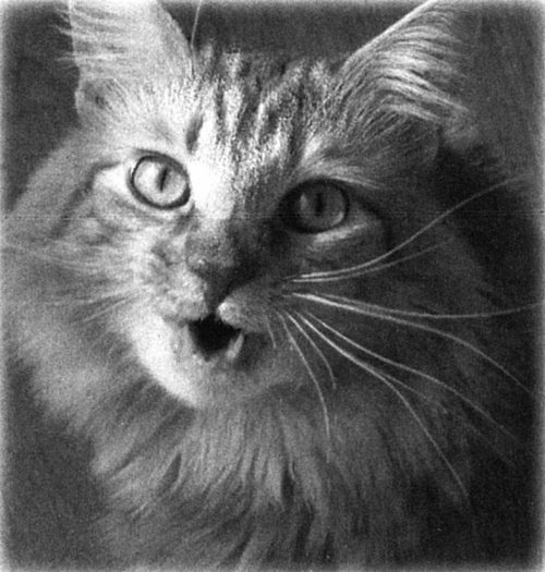 Иллюстрация к книге — Девять жизней Дьюи. Наследники кота из библиотеки, который потряс весь мир [i_005.jpg]