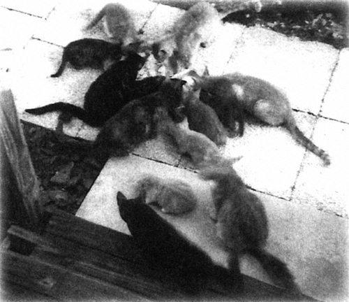 Иллюстрация к книге — Девять жизней Дьюи. Наследники кота из библиотеки, который потряс весь мир [i_008.jpg]