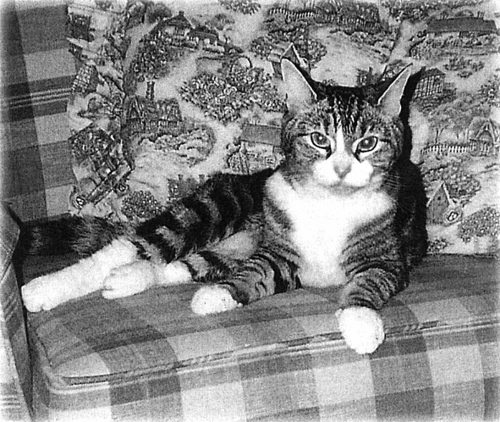 Иллюстрация к книге — Девять жизней Дьюи. Наследники кота из библиотеки, который потряс весь мир [i_012.jpg]