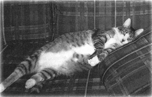 Иллюстрация к книге — Девять жизней Дьюи. Наследники кота из библиотеки, который потряс весь мир [i_014.jpg]