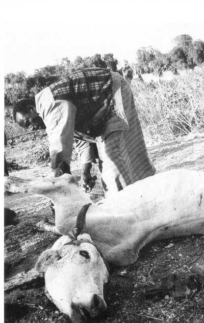 Иллюстрация к книге — В поисках копей царя Соломона [i_003.jpg]