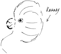 Иллюстрация к книге — Тропик лейтенанта. Пиратское рондо [i_117.jpg]