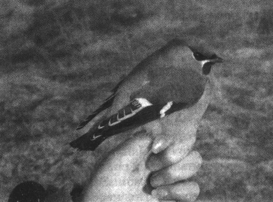 Иллюстрация к книге — Грузовики "Вольво" [i_001.jpg]