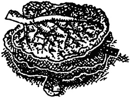 Иллюстрация к книге — Семейка монстров [_153.jpg]