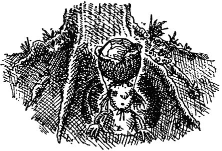 Иллюстрация к книге — Семейка монстров [_278.jpg]